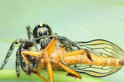 Close-up of spider eating insect
