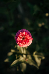 High angle view of red rose on plant