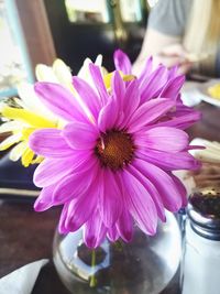 Close-up of pink flower on table