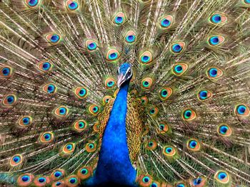 Close-up of peacock