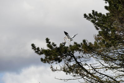 Low angle view of bird perching on tree against sky
