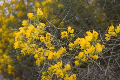 Close-up of yellow flowers