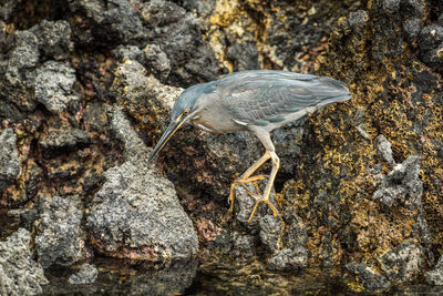 Striated heron perching on rock in lake