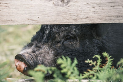 Black pig hiding behind a fence
