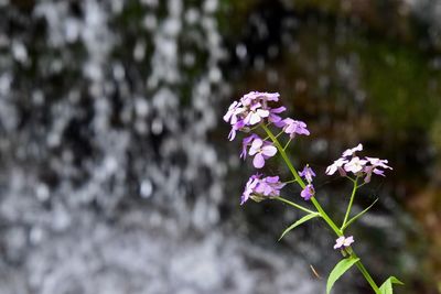 Close-up of pink flowering plant