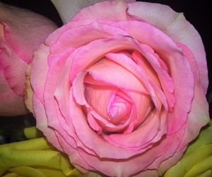 Close-up of pink rose