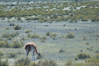Lone guanaco on the salty steppes of peninsula valdes