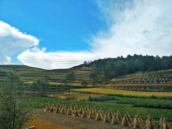 Scenic view of field against sky