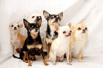Close-up of chihuahuas looking away while sitting on fabric