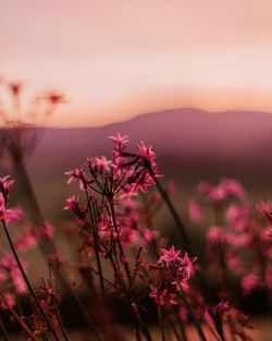 Close-up of plant against sky at sunset