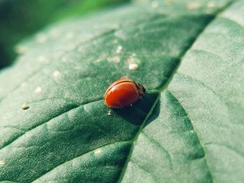 High angle view of ladybug on leaf