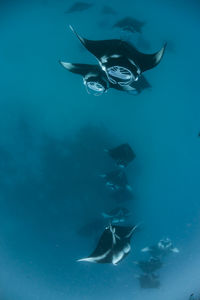 Wide angle view of a school of manta rays, in baa atoll ,madives