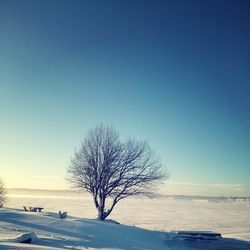 Bare trees on landscape