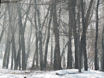 Trees in forest during winter