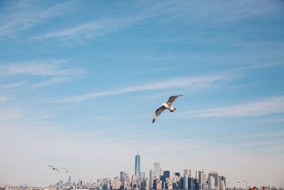 Seagull flying over cityscape against sky