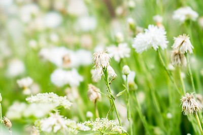 Close-up of white flowering plant on field