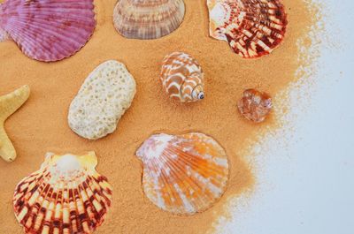 High angle view of various seashells and sand on white background