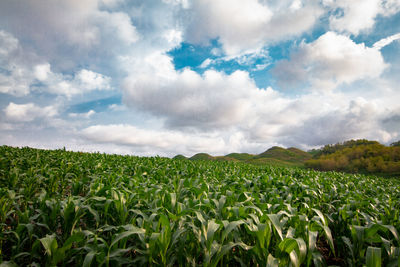 Scenic view of agricultural field against sky