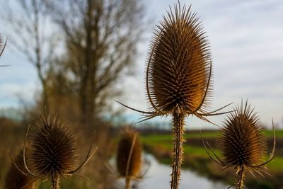 Close-up of dried plant against sky