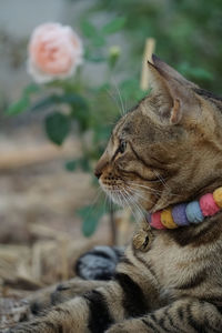 Close-up of a cat looking away