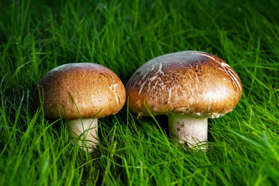 Close-up of mushroom growing on field