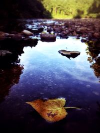 Reflection of trees in puddle