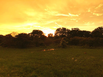 Trees on field against sky during sunset