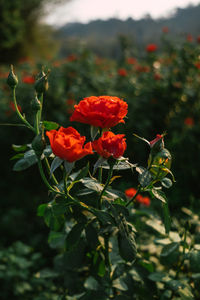 Close-up of red rose on plant