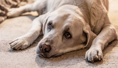 Close-up of dog resting on floor