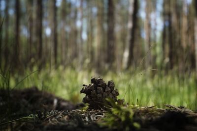 Close-up of mushroom growing on field