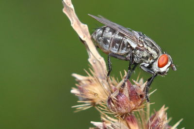 Close-up of insect on flower