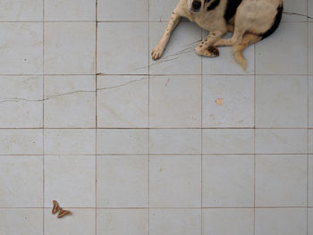 High angle view of dog on tiled floor