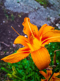 Close-up of orange day lily blooming outdoors