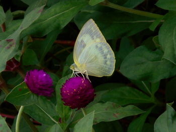 leaf