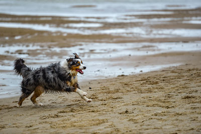 Dog running on beach