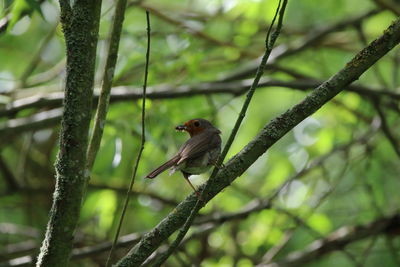 Close-up of bird perching on branch