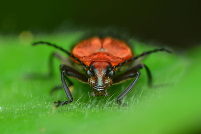 Close-up of insect on leaf