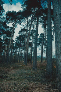 Trees against sky