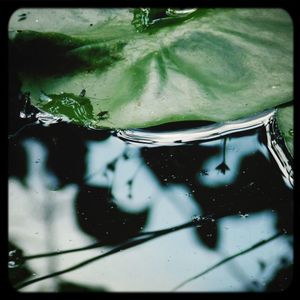 Close-up of leaves in water