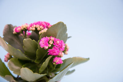 Close-up of pink flowering plant against white background