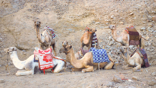 High angle view of horses on sand