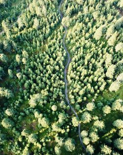 High angle view of trees in forest