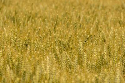 Full frame shot of wheat field