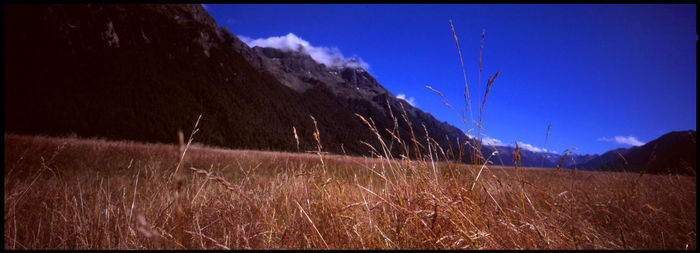 Scenic view of field against clear blue sky