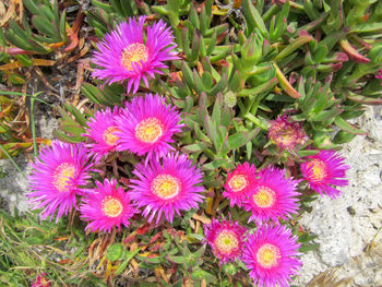 High angle view of purple flowers blooming outdoors