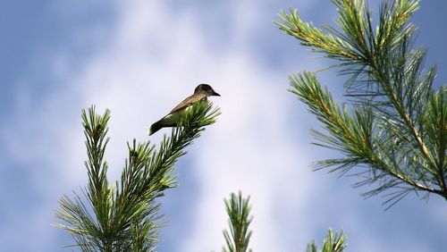 Low angle view of bird perched on tree against sky