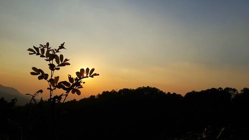 Low angle view of silhouette trees against sky during sunset