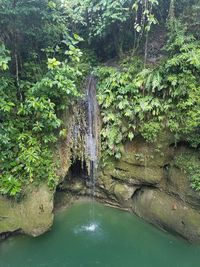 Scenic view of waterfall in forest