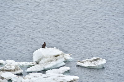 High angle view of frozen floating on sea