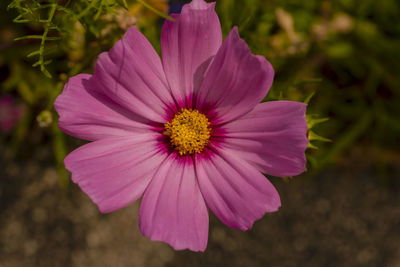 Close-up of pink cosmos flower